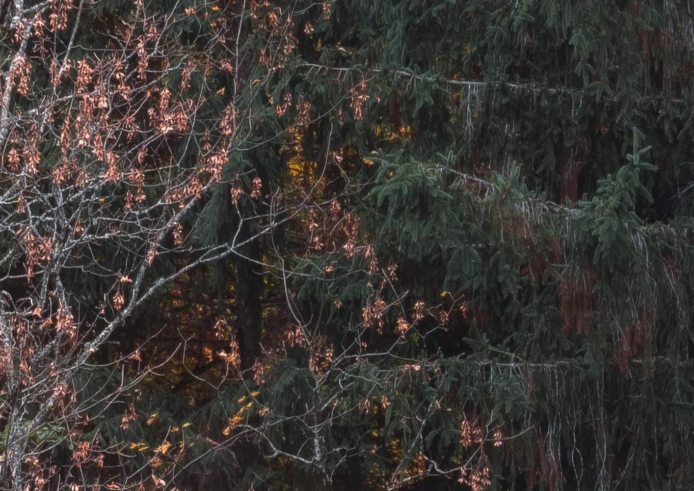 Autumn Cabin