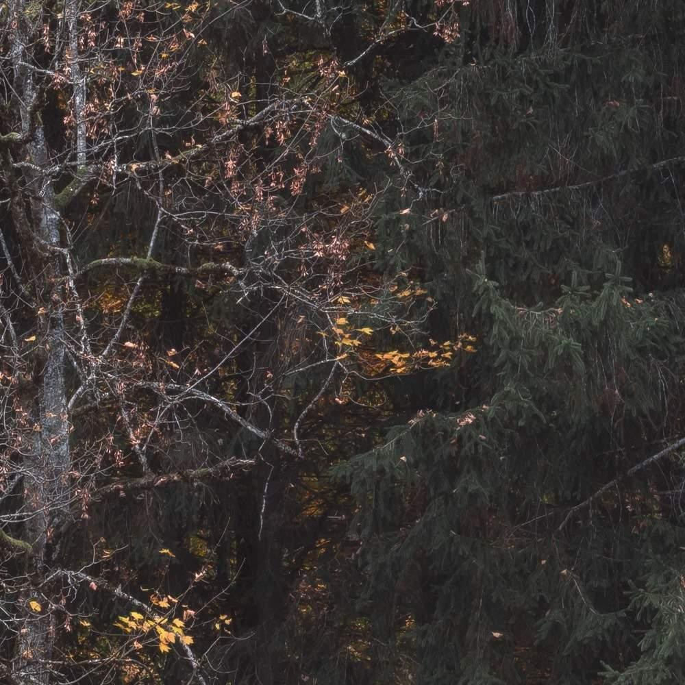 Autumn Cabin