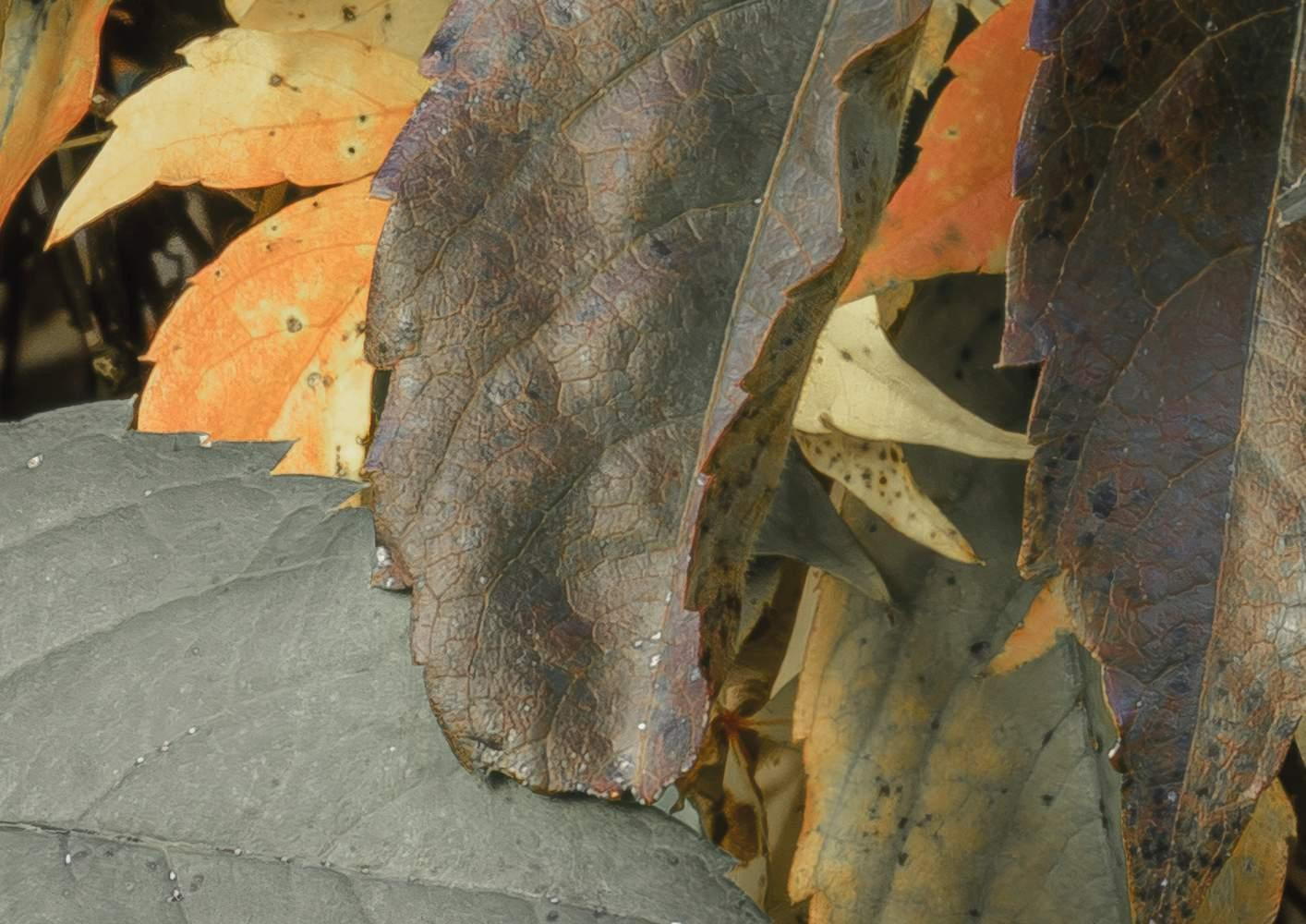 Autumn Foliage II