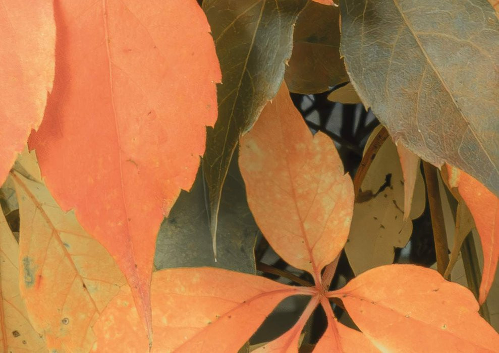 Autumn Foliage II