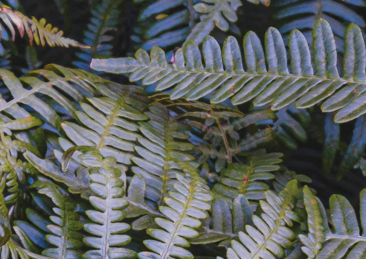 Fern Canopy II
