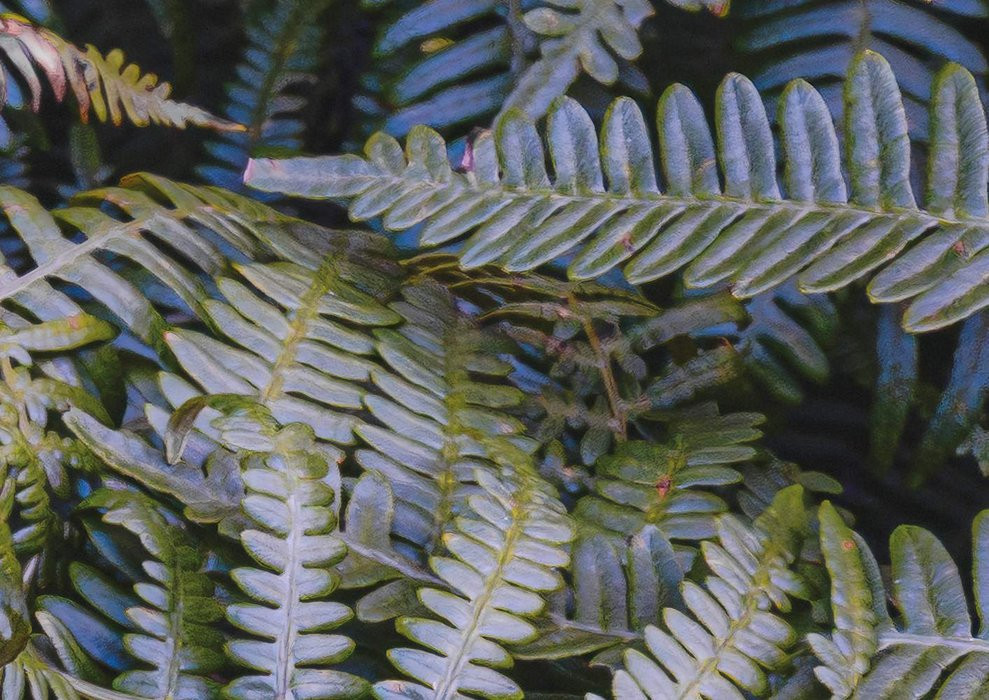Fern Canopy II