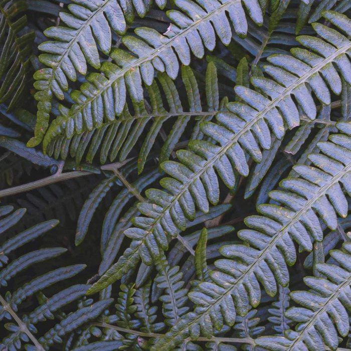 Fern Canopy II