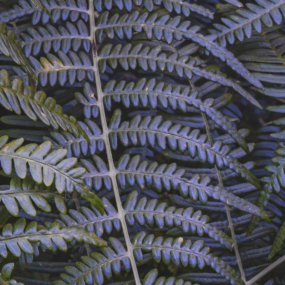 Fern Canopy II