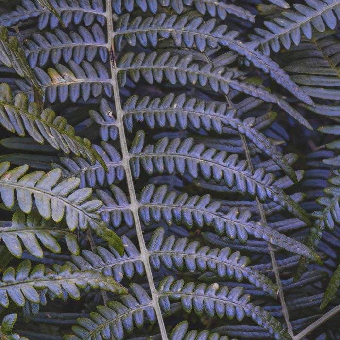 Fern Canopy II