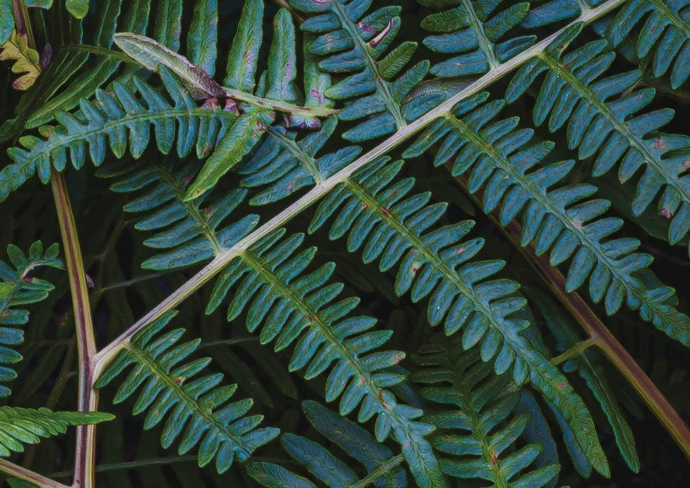Fern Canopy