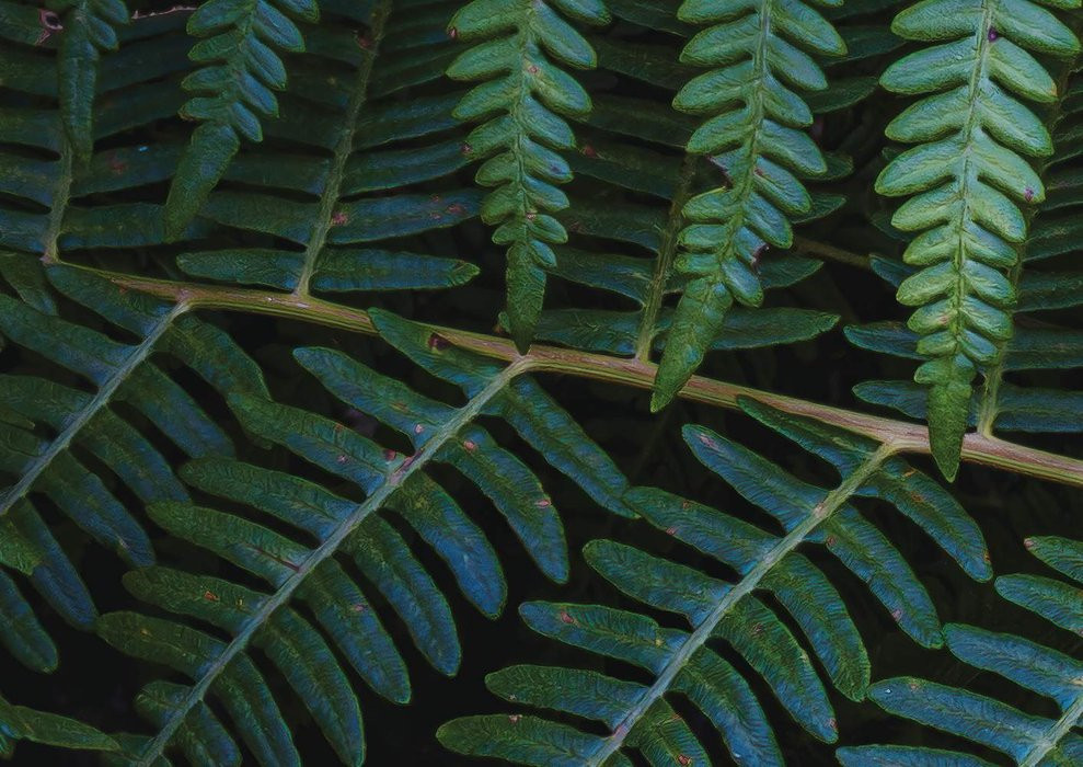 Fern Canopy