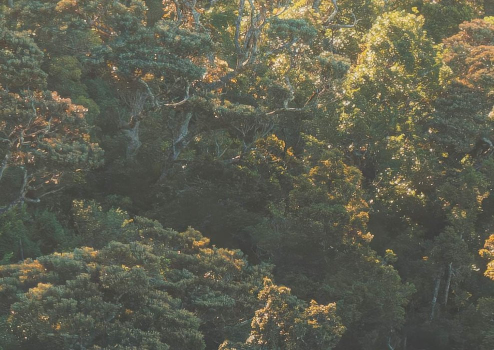 Mellow Woods