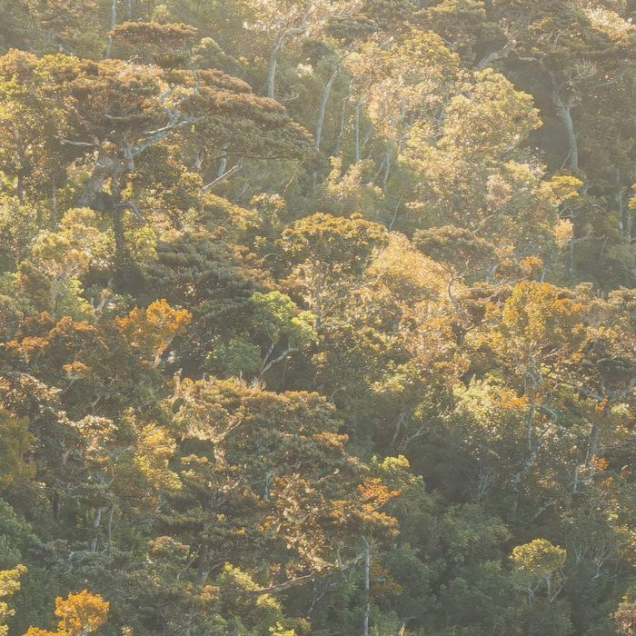 Mellow Woods