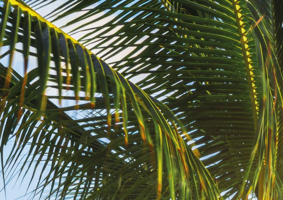 Palm Beach