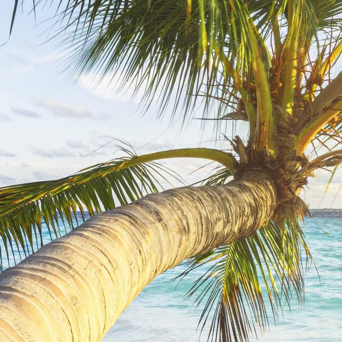 Palm Beach