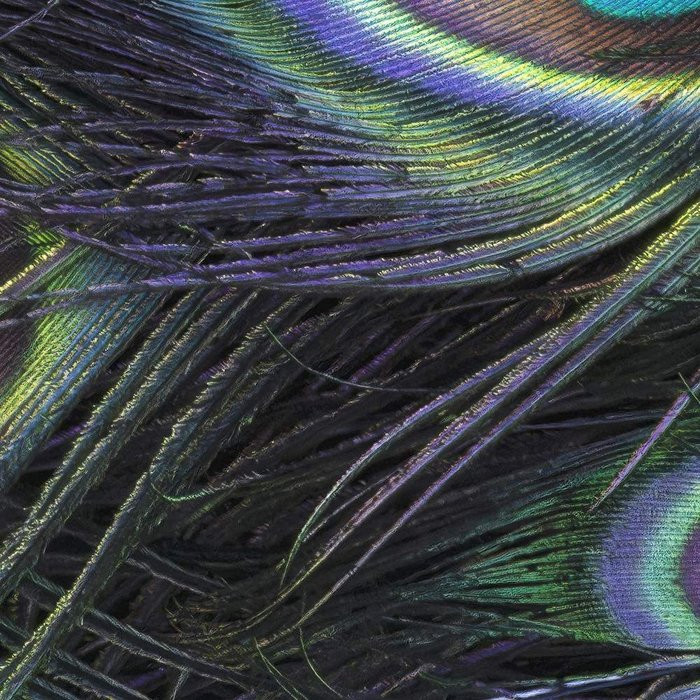 Plumage Detail