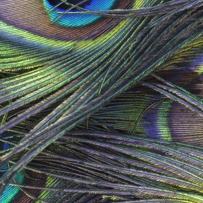 Plumage Detail