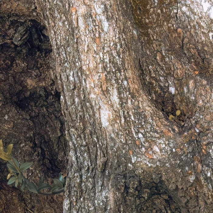 Swirly Bark