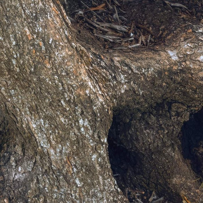 Swirly Bark