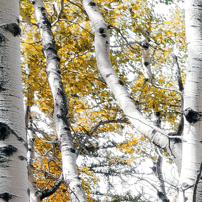 Colorful Aspenwoods