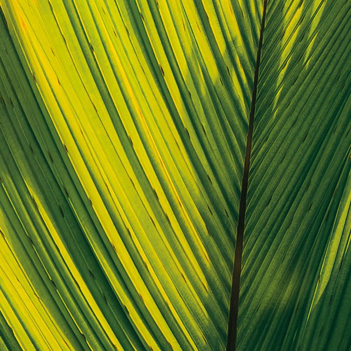 Golden Air