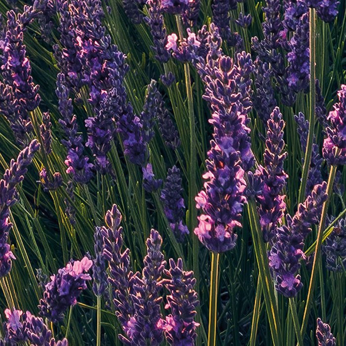Lavender Dream