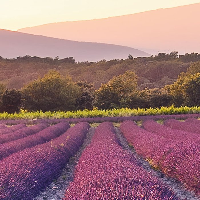 Lavender Dream