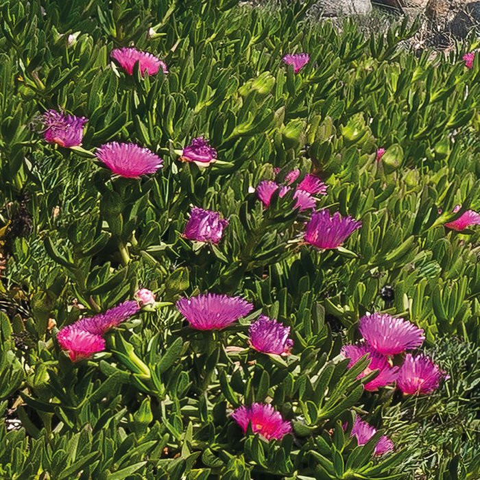 Mediterrane Träume