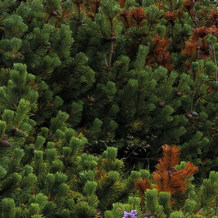 Naturpark Allgäuer Hochalpen