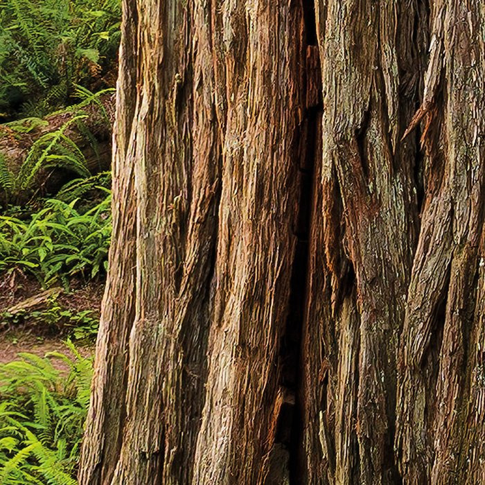Redwood Trail