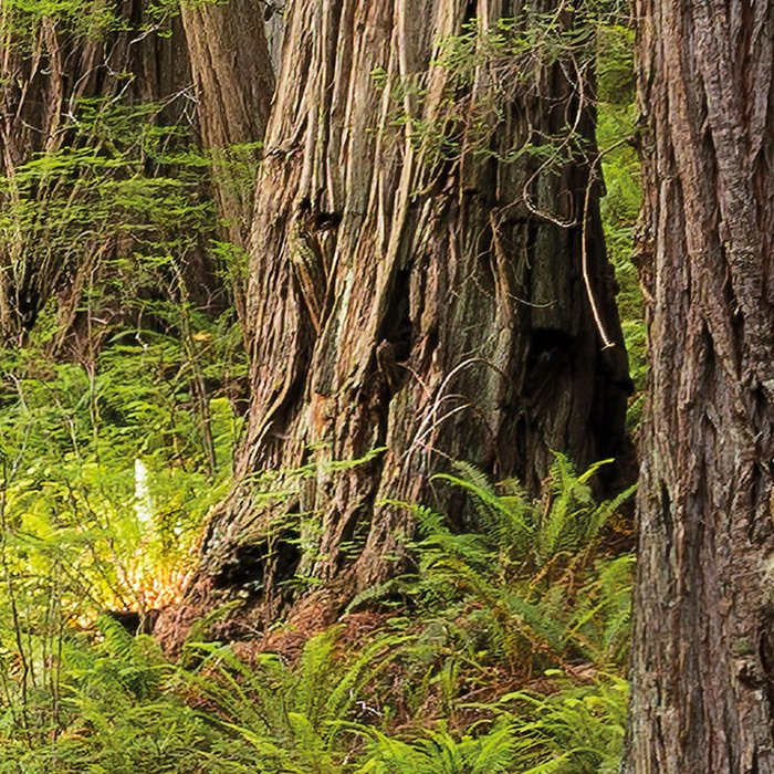 Redwood Trail