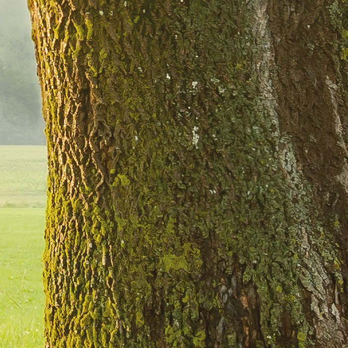 The Magic Tree