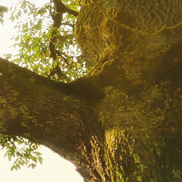 The Magic Tree