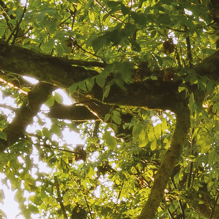 The Magic Tree
