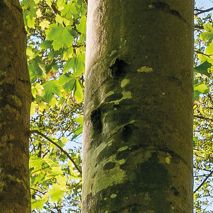 Zauberhaftes Buchenspektakel