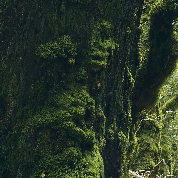 Ancient Green 