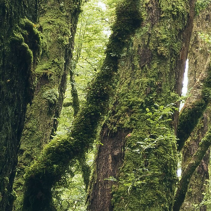 Ancient Green 
