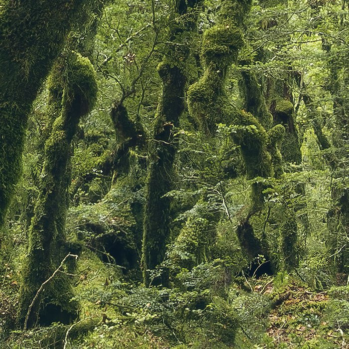 Ancient Green 