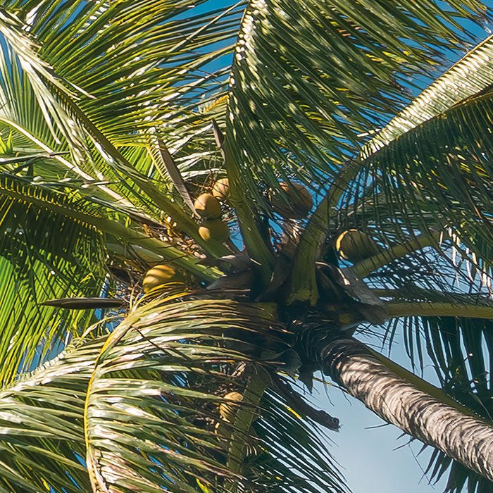 Coconut Heaven II 