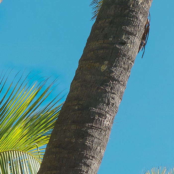 Coconut Heaven 