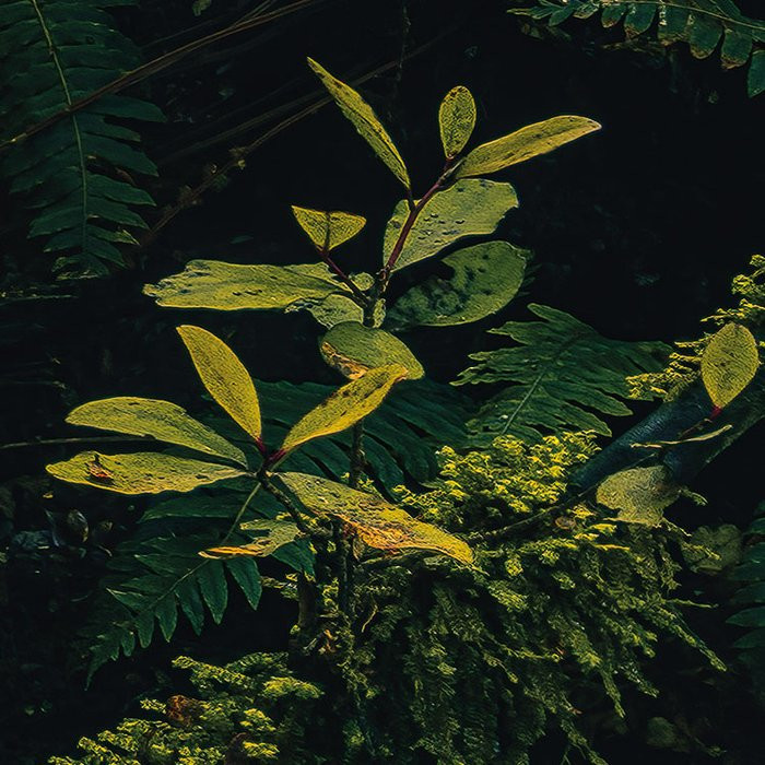 Fjordland Woods 