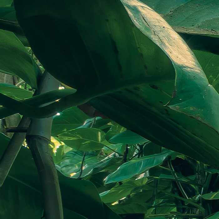 Green Leaves 