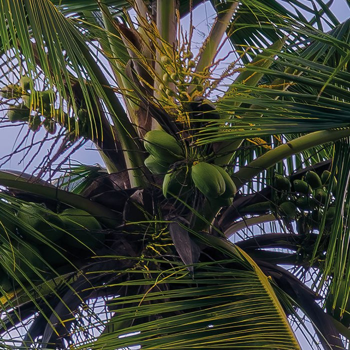 Hawaiian Dreams 