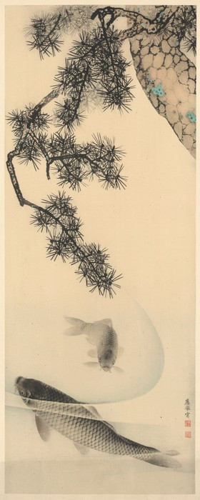 Koi
