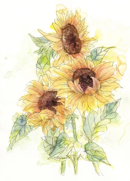 Girasol