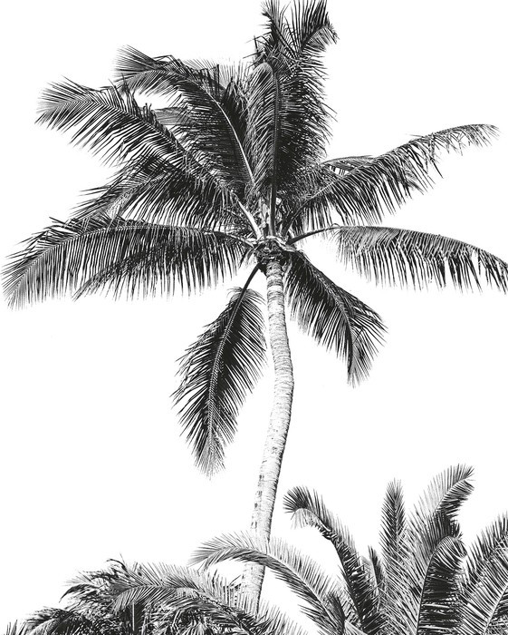 Retro Palm