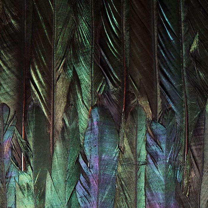 Dark Wings