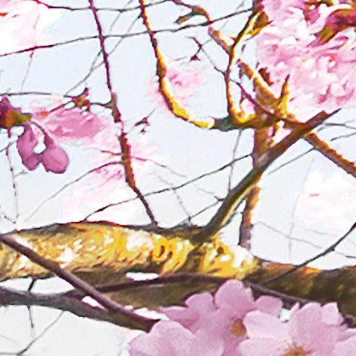 Bloom