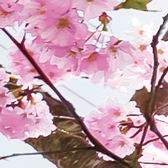 Bloom