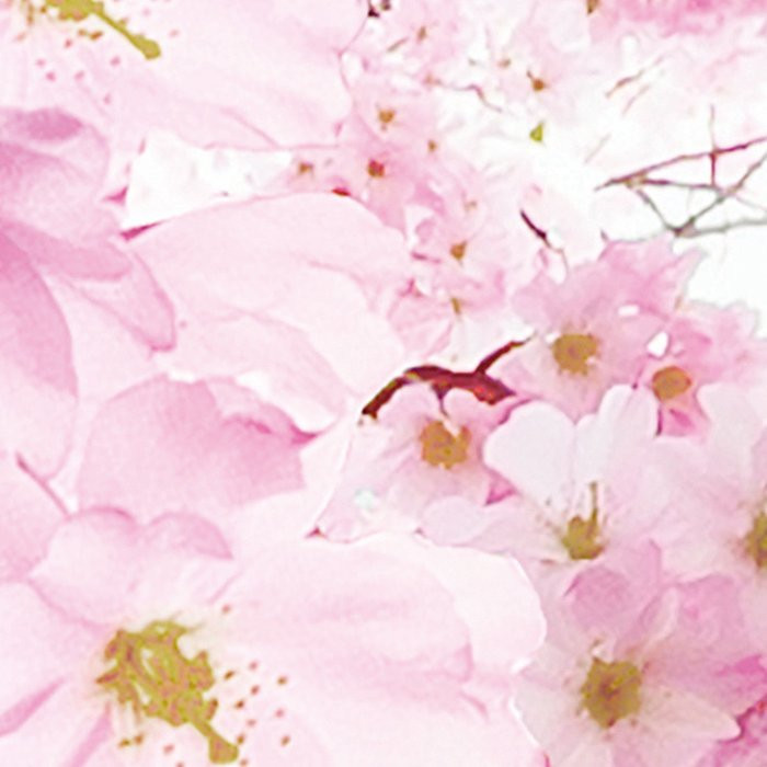 Bloom