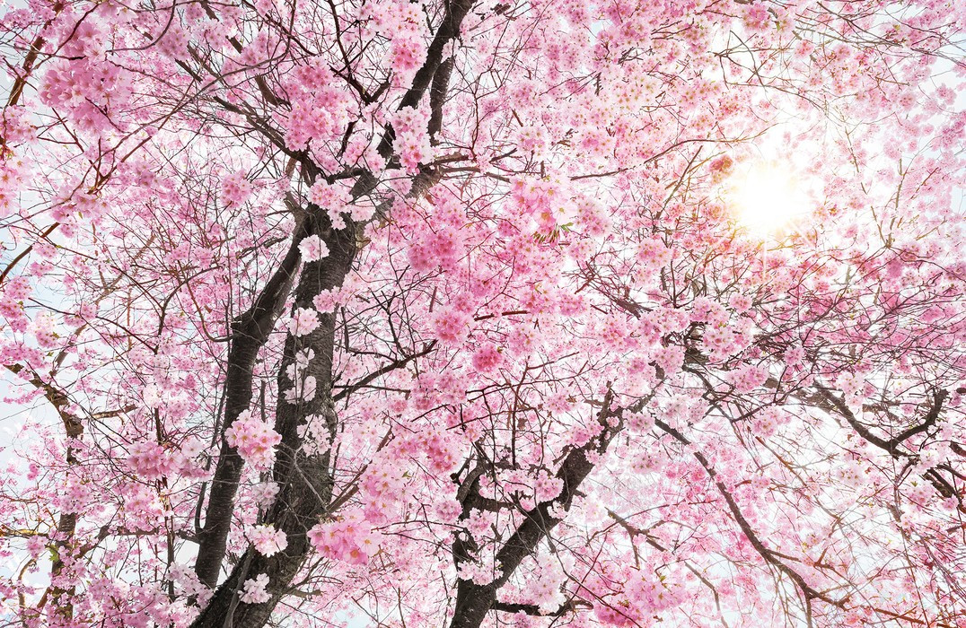 Bloom
