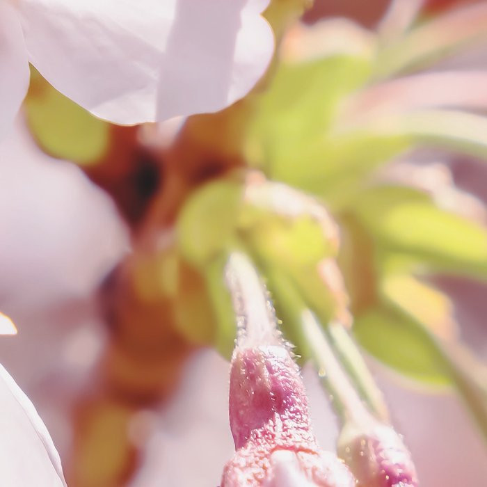 Pink Blossom