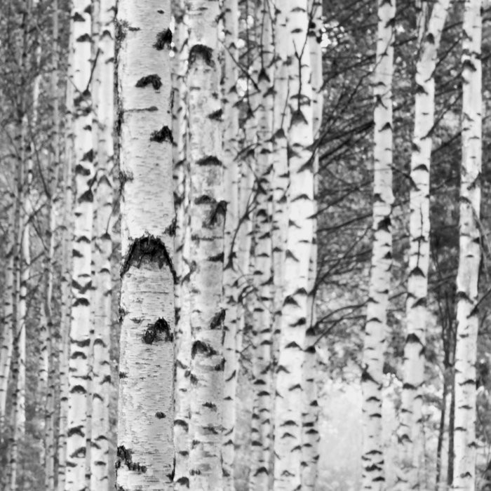 Woods