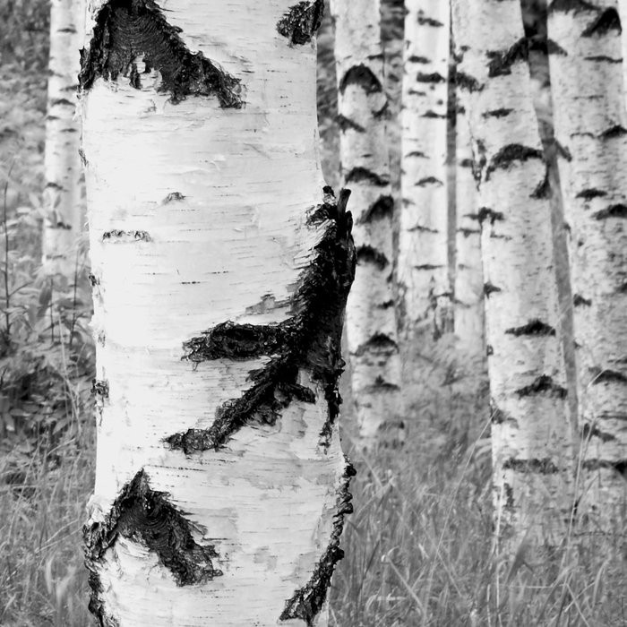 Woods